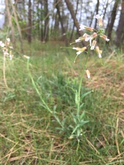 Turritis glabra