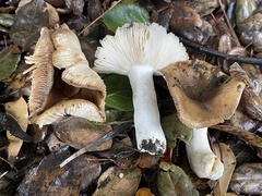 Russula cerolens