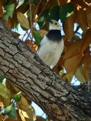 Gracupica nigricollis