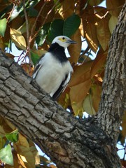 Gracupica nigricollis