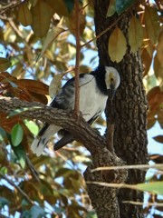 Gracupica nigricollis