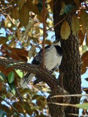 Gracupica nigricollis