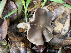 Entoloma lividoalbum