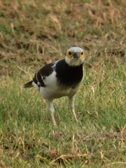 Gracupica nigricollis