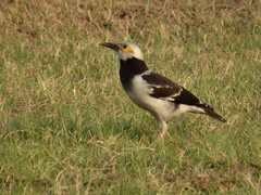 Gracupica nigricollis