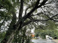 Quercus agrifolia
