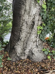Quercus agrifolia
