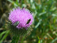 Leucocelina