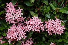 Ixora