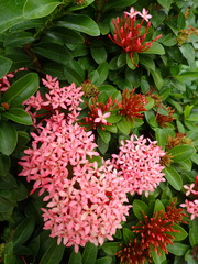 Ixora