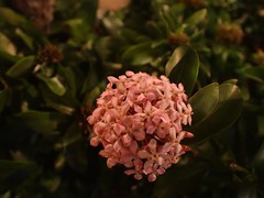 Ixora
