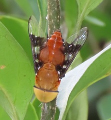 Ancala africana