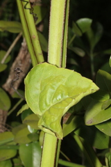 Cissus quadrangularis