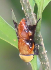 Ancala africana