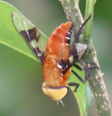 Ancala africana
