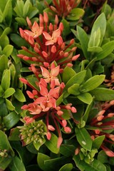 Ixora