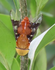 Ancala africana