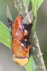 Ancala africana