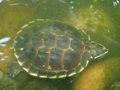 Malayemys macrocephala