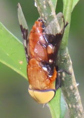 Ancala africana