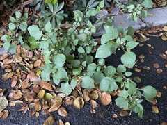 Solanum nigrum