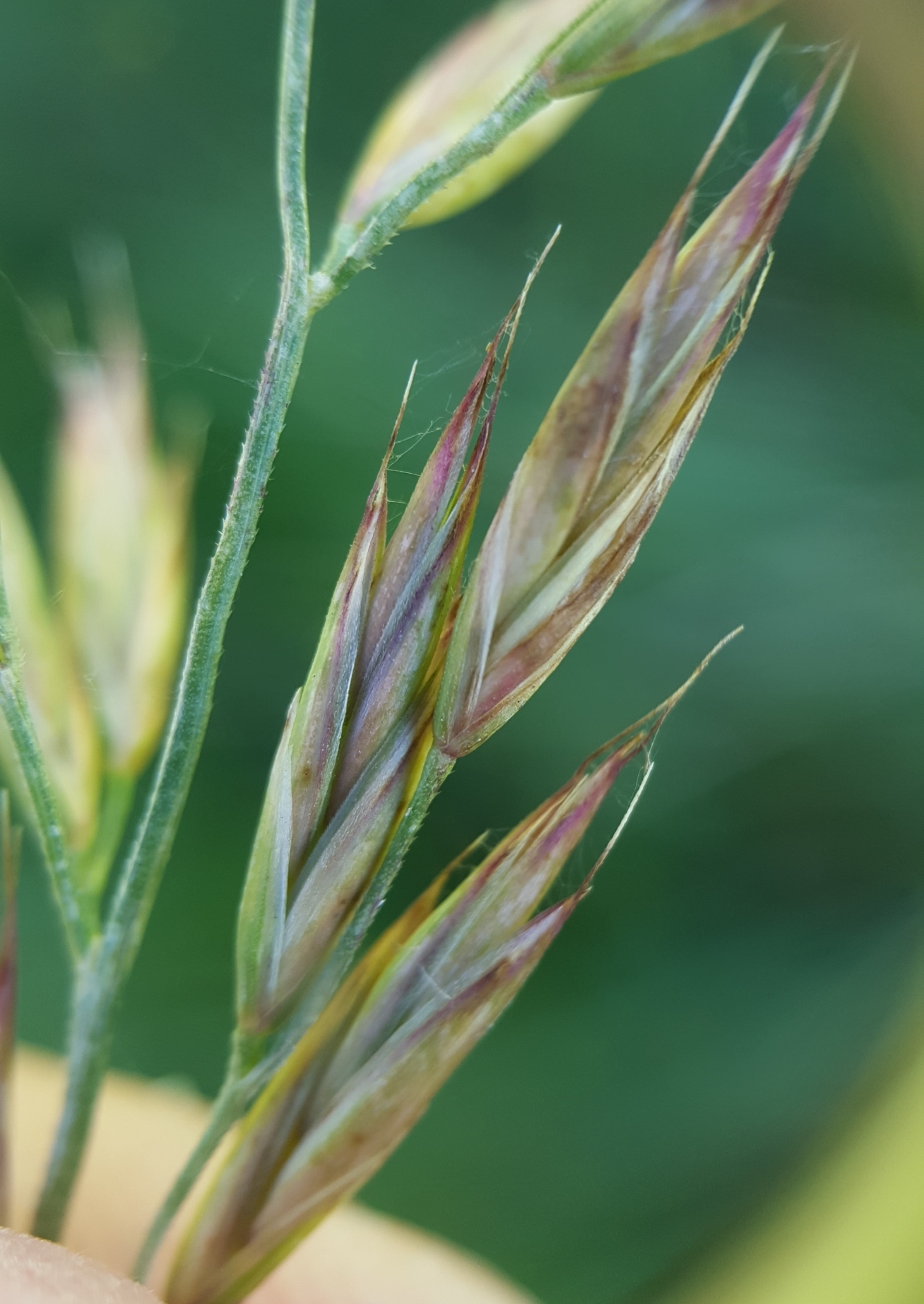 (c) François Rousseu, certains droits réservés (CC BY-NC) https://www.inaturalist.org/observations/103764160