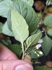 Solanum nigrum