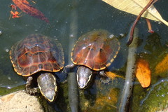 Malayemys macrocephala