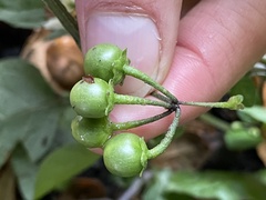 Solanum nigrum