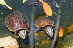 Malayemys macrocephala