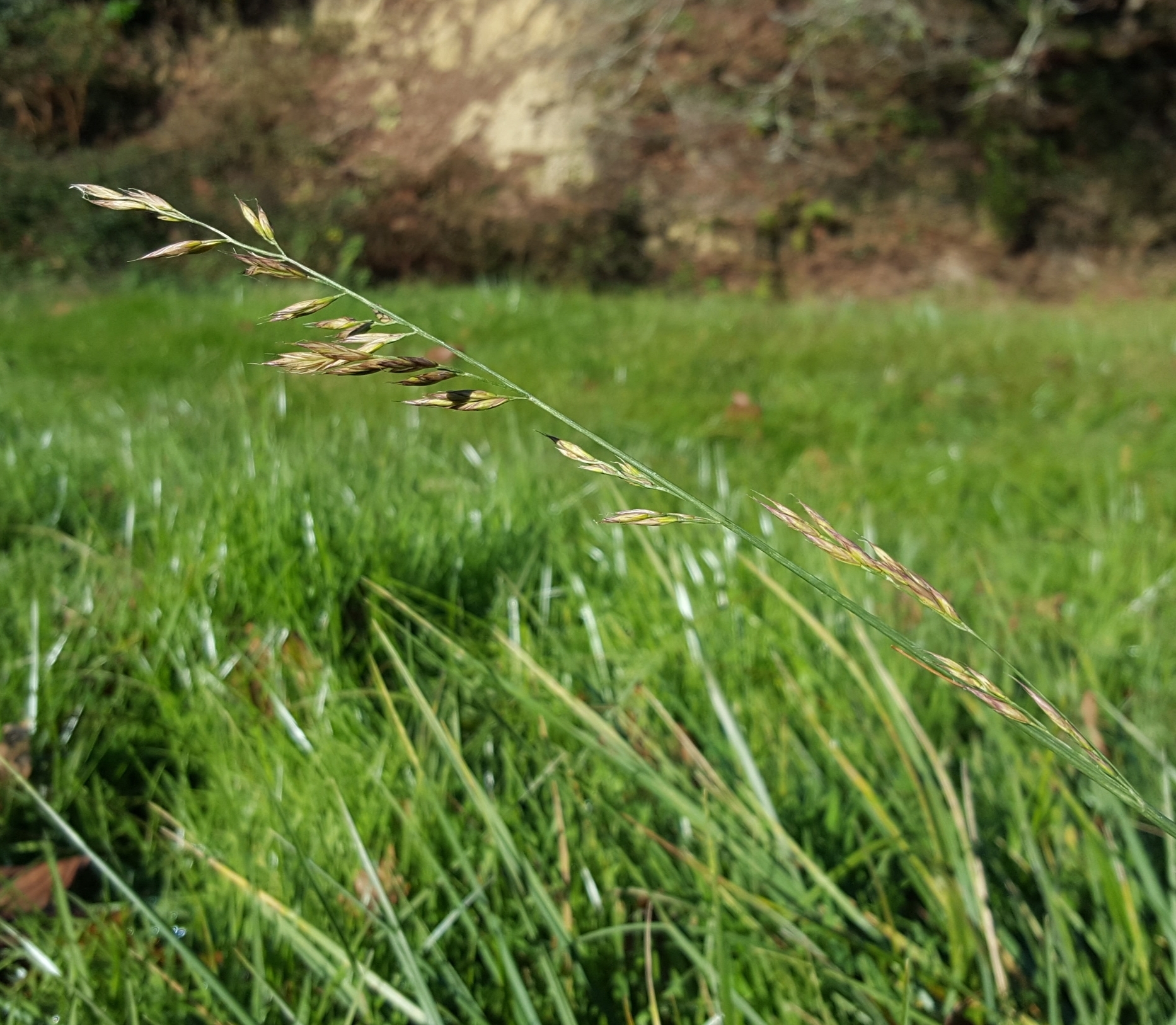 (c) François Rousseu, certains droits réservés (CC BY-NC) https://www.inaturalist.org/observations/103764160