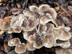 Mycena leptocephala