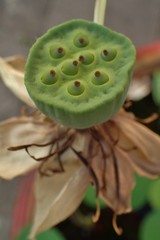 Nelumbo nucifera