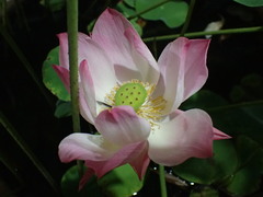 Nelumbo nucifera