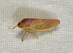 Gyponana gladia
