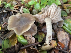 Entoloma lividoalbum