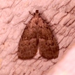 Hypenodes franclemonti