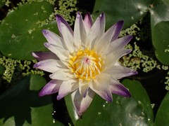 Nymphaea
