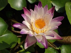 Nymphaea