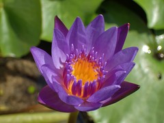Nymphaea