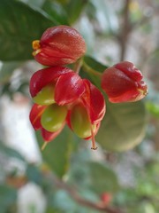 Ochna