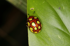 Stilodes flavosignata