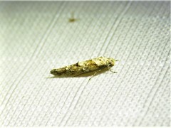 Mompha rufocristatella