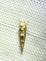 Mompha rufocristatella