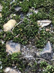 Ptychomitrium drummondii