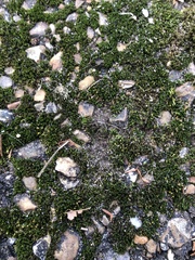 Ptychomitrium drummondii