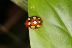 Stilodes flavosignata