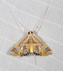 Margarosticha euprepialis
