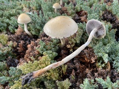 Leratiomyces percevalii