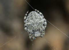 Araneus circe